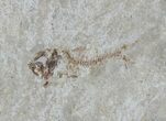 Bargain, Cretaceous Fossil Fish - Lebanon #53945-2